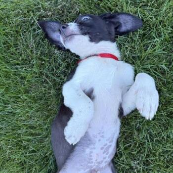 Lazer -  Border Collie and Mixed Breed Dog for Adoption in South Elgin, Illinois - Lazer | PetCurious