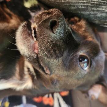 Buddy -  Chihuahua and Mixed Breed Dog for Adoption in Tacoma, Washington - Buddy | PetCurious