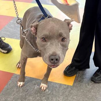 Pepper Roo -  Pit Bull Terrier Dog for Adoption in Philadelphia, Pennsylvania - Pepper Roo | PetCurious