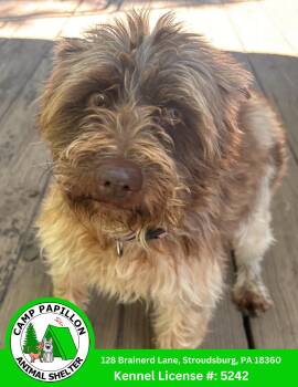 Schnauzer and Australian Shepherd Dogs Available for Adoption in Stroudsburg, Pennsylvania - London | PetCurious
