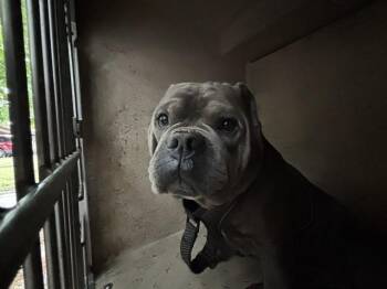 American Bulldog and Mixed Breed Dogs Available for Adoption in Oklahoma City, Oklahoma - A474716 | PetCurious
