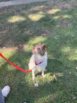 Ono -  Jack Russell Terrier Dog for Adoption in Vancouver, Washington - Ono | PetCurious