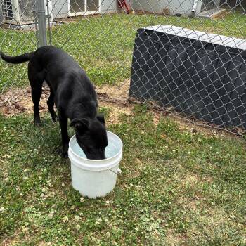 Raven -  Shepherd and Mixed Breed Dog for Adoption in Roxboro, North Carolina - Raven | PetCurious