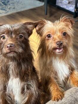 Yorkshire Terrier and Dachshund Dogs Available for Adoption in Piedmont, Oklahoma - Chanel | PetCurious