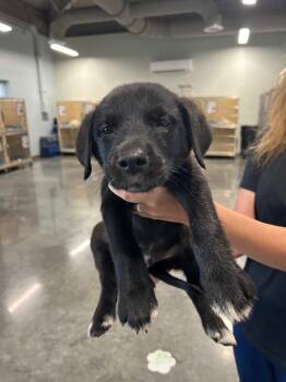 Labrador Retriever Dogs Available for Adoption in Gautier, Mississippi - Ethan | PetCurious