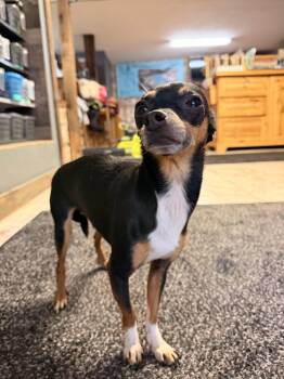 Bruno -  Chihuahua and Miniature Pinscher Dog for Adoption in Leavenworth, Kansas - Bruno | PetCurious