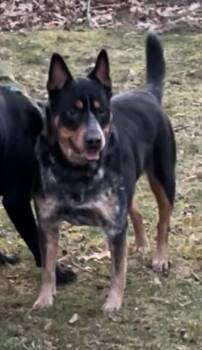 Rescue Australian Cattle Dog Blue Heeler Dogs for Adoption in Warren, Maine - Charlotte - ME | PetCurious