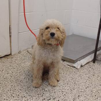 Dairy Queen -  Miniature Poodle and Golden Retriever Dog for Adoption in Hattiesburg, Mississippi - Dairy Queen | PetCurious