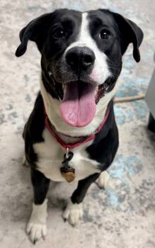 Mixed Breed Dogs Available for Adoption in Cincinnati, Ohio - Timber | PetCurious