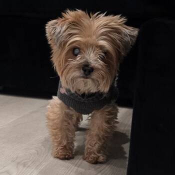 Yorkshire Terrier Dogs Available for Adoption in Los Angeles, California - Daisy A2267578 | PetCurious