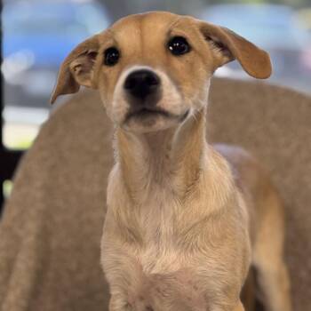 Kourtney -  Mixed Breed Dog for Adoption in Medford, Oregon - Kourtney | PetCurious
