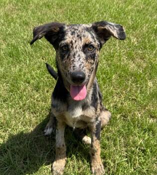Minnow -  Catahoula Leopard Dog Dog for Adoption in New Orleans, Louisiana - Minnow | PetCurious