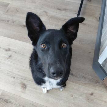 BC-Stray (Liberty) -  Border Collie Dog for Adoption in Idaho Falls, Idaho - BC-Stray (Liberty) | PetCurious
