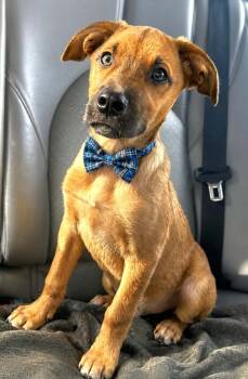 River -  Labrador Retriever Dog for Adoption in Manchester, Connecticut - River | PetCurious