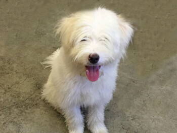 Rescue Wheaten Terrier and Bearded Collie Dogs for Adoption in Agoura Hills, California - KEN AND BARBIE | PetCurious