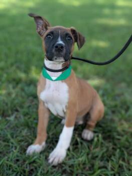 Judy Garland -  Boxer and Mixed Breed Dog for Adoption in Aiken, South Carolina - Judy Garland | PetCurious