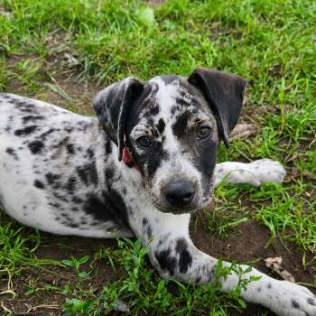 Gretta -  Mixed Breed Dog for Adoption in Shakopee, Minnesota - Gretta | PetCurious