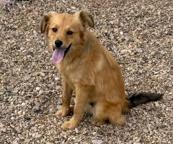 Gizmo -  Mixed Breed Dog for Adoption in Hot Springs, South Dakota - Gizmo | PetCurious