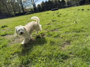 Maltese and Chihuahua Dogs Available for Adoption in Plymouth, Connecticut - JAN Brady Bunch | PetCurious