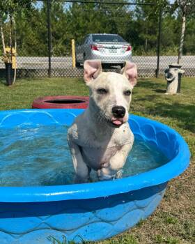 BENNY -  Pit Bull Terrier Dog for Adoption in Lynn Haven, Florida - BENNY | PetCurious