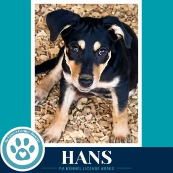 Hans (Prost Pups) 100326 -  German Shepherd Dog Dog for Adoption in Kimberton, Pennsylvania - Hans (Prost Pups) 100326 | PetCurious