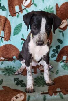Sandy -  Labrador Retriever Dog for Adoption in Kingman, Arizona - Sandy | PetCurious