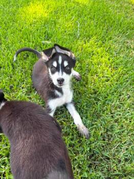 Collie and Husky Dogs Available for Adoption in Saugus, Massachusetts - Dakota | PetCurious
