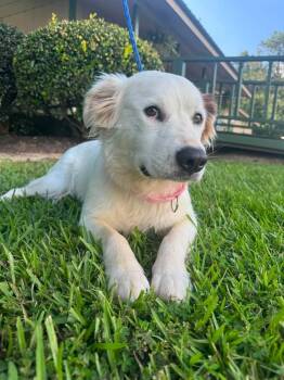Peaches -  Collie and Australian Shepherd Dog for Adoption in Syracuse, New York - Peaches | PetCurious