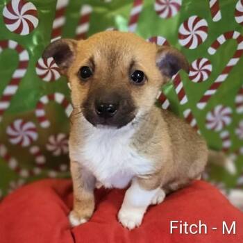 Rescue Chihuahua and Corgi Dogs for Adoption in Griswold, Connecticut - Fitch | PetCurious