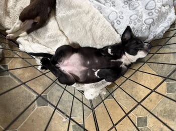 Ally -  Labrador Retriever Dog for Adoption in Berlin, New Jersey - Ally | PetCurious