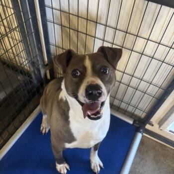 American Staffordshire Terrier Dogs Available for Adoption in Canyon, Texas - Brother  | PetCurious