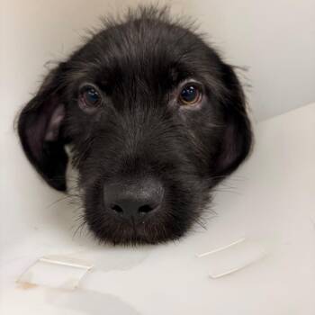 Black Labrador Retriever Dogs Available for Adoption - Laker | PetCurious