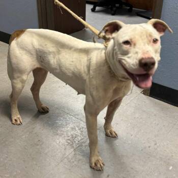 Rescue Boxer and Mixed Breed Dogs for Adoption in Hackett, Arkansas - Serbina | PetCurious