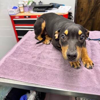 Mamia -  Doberman Pinscher Dog for Adoption in Chico, California - Mamia | PetCurious