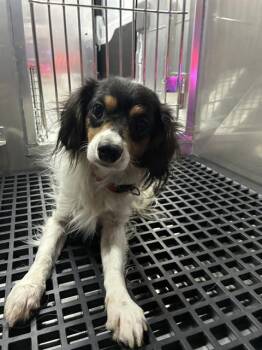 NELSON -  Mixed Breed Dog for Adoption in Dallas, Texas - NELSON | PetCurious