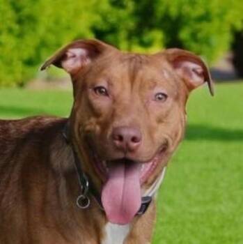 Butter -  Shepherd Dog for Adoption in Andover, Massachusetts - Butter | PetCurious