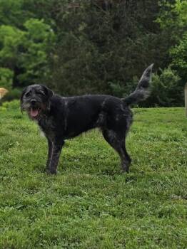 Rescue Australian Shepherd and Standard Poodle Dogs for Adoption in Aurora, Indiana - Smoke | PetCurious
