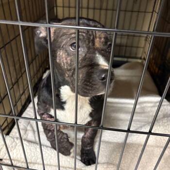 Mixed Breed Dogs Available for Adoption in Milton, Florida - Onyx | PetCurious