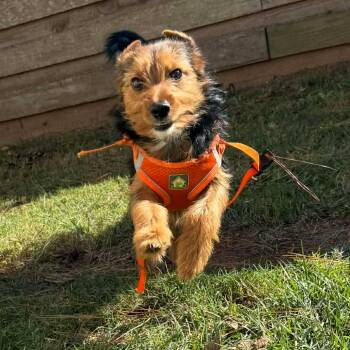Rescue Terrier Dogs for Adoption in Houston, Texas - Theo Knox | PetCurious