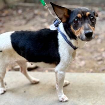 Rescue Chihuahua Dogs for Adoption in West Chester, Pennsylvania - Mamas | PetCurious