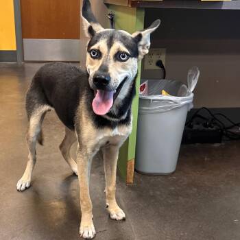 Galena -  Shepherd and Siberian Husky Dog for Adoption in Norman, Oklahoma - Galena | PetCurious
