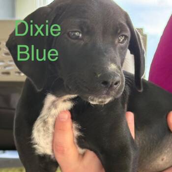 Dixie Blue -  Mixed Breed Dog for Adoption in Allentown, Pennsylvania - Dixie Blue | PetCurious