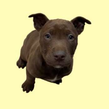 Pit Bull Terrier Dogs Available for Adoption - Burrito Supreme | PetCurious