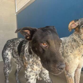Dylan -  Cattle Dog Dog for Adoption in Kingman, Arizona - Dylan | PetCurious