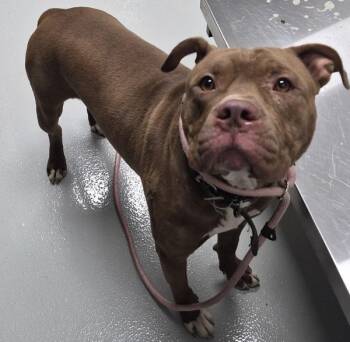 Nc 5 -  Pit Bull Terrier Dog for Adoption in Lawrenceville, Georgia - Nc 5 | PetCurious