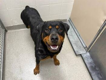 TARA -  Rottweiler and Mixed Breed Dog for Adoption in Omaha, Nebraska - TARA | PetCurious