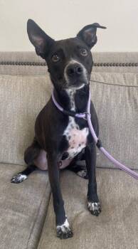 Marcus (Sammy) -  Terrier and Pit Bull Terrier Dog for Adoption in Thousand Oaks, California - Marcus (Sammy) | PetCurious