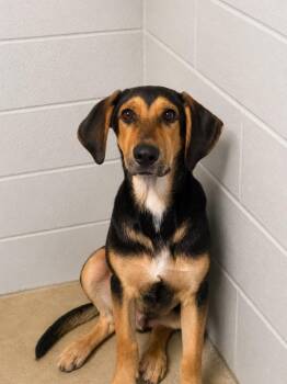 Atlas -  Bluetick Coonhound and German Shepherd Dog Dog for Adoption in Winnsboro, South Carolina - Atlas | PetCurious