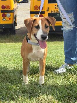 Thalia -  Carolina Dog Dog for Adoption in Wappingers Falls, New York - Thalia | PetCurious