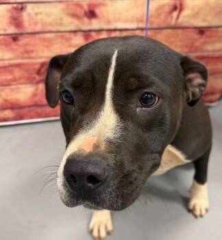 AC-5381 "Wednesday" -  Pit Bull Terrier Dog for Adoption in Conyers, Georgia - AC-5381 "Wednesday" | PetCurious